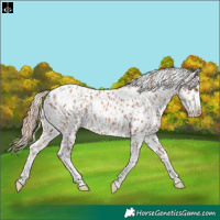 Horse Color:Gold Champagne Appaloosa  and Gold Champagne Appaloosa 