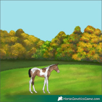 Horse Color:Gray Amber Champagne Tobiano