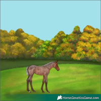 Horse Color:Silver Bay Roan 