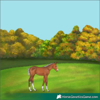Horse Color:Silver Bay 