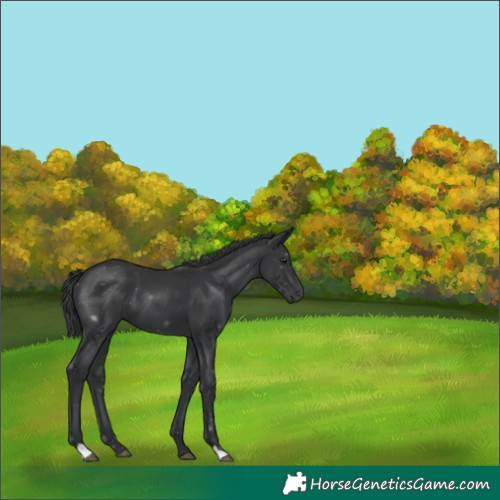 Horse Color:Black 