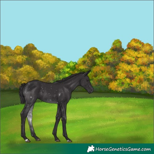 Horse Color:Smoky Black