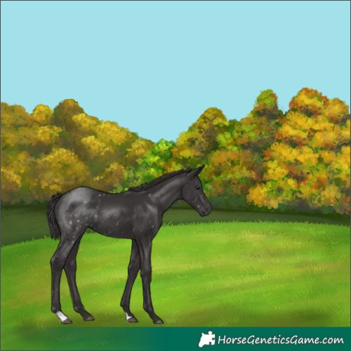 Horse Color:Smoky Black 