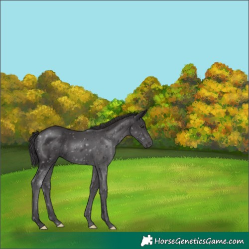 Horse Color:Smoky Black
