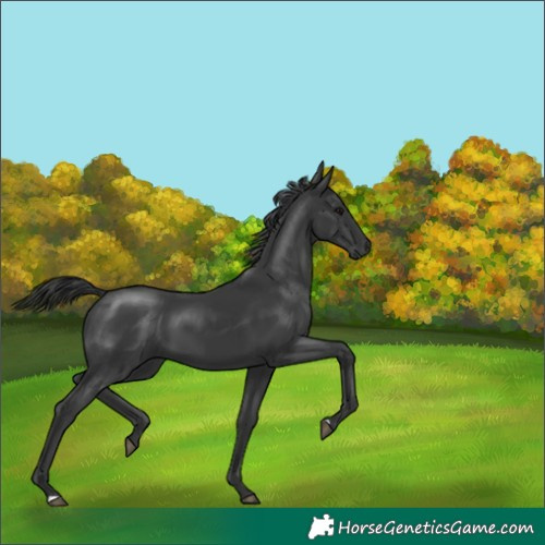 Horse Color:Black 