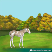 Horse Color:White Spotted Silver Smoky Grullo Splash Rabicano