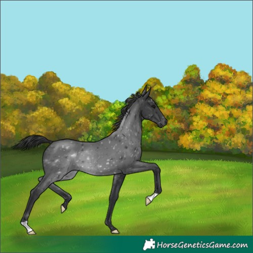 Horse Color:Black 