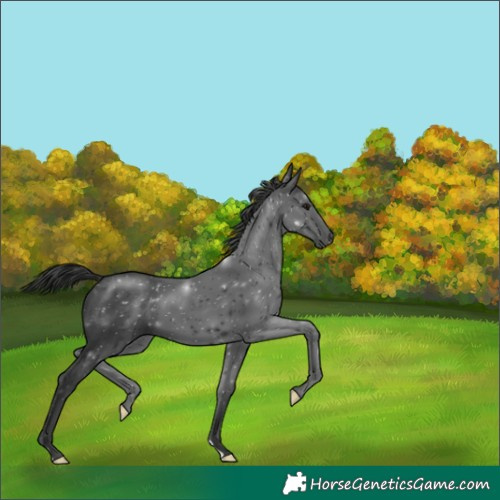 Horse Color:Black 