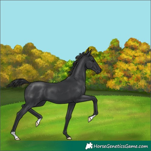 Horse Color:Black 