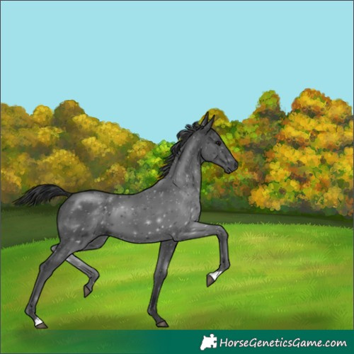 Horse Color:Black 