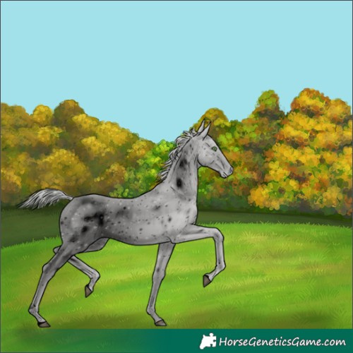 Horse Color:ERROR: UNKNOWN ANOMALY