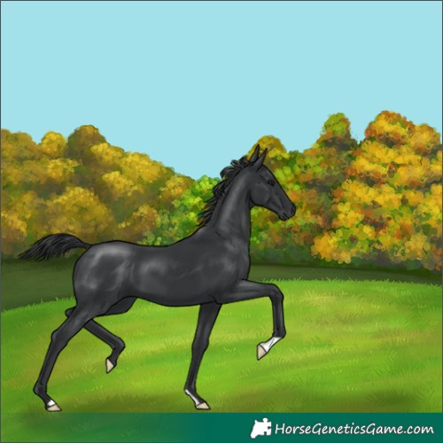 Horse Color:Black 