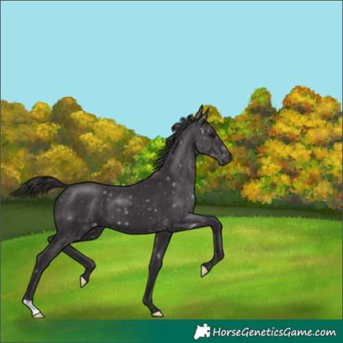Horse Color:Smoky Black 
