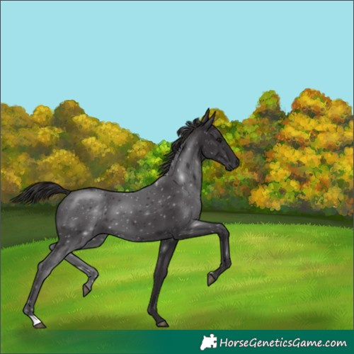 Horse Color:Smoky Black 