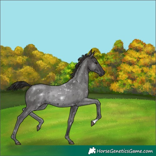 Horse Color:Smoky Black