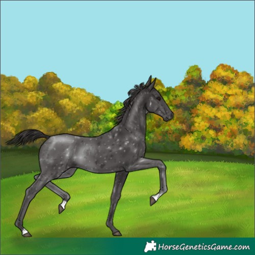 Horse Color:Smoky Black