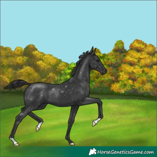 Horse Color:Black 