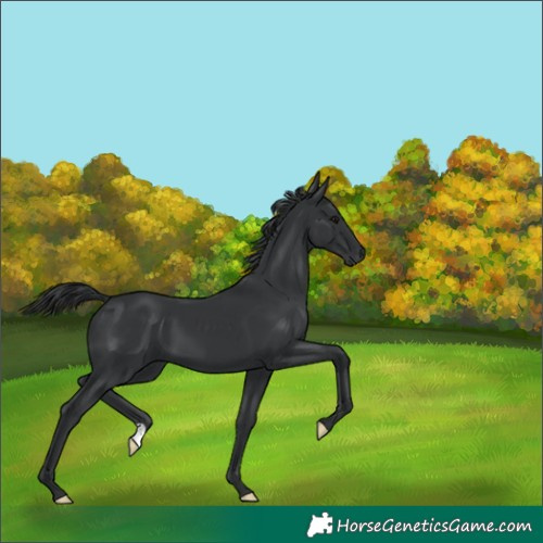 Horse Color:Black 