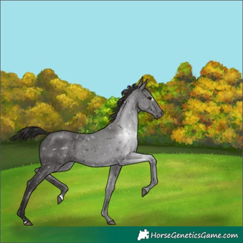 Horse Color:Smoky Black