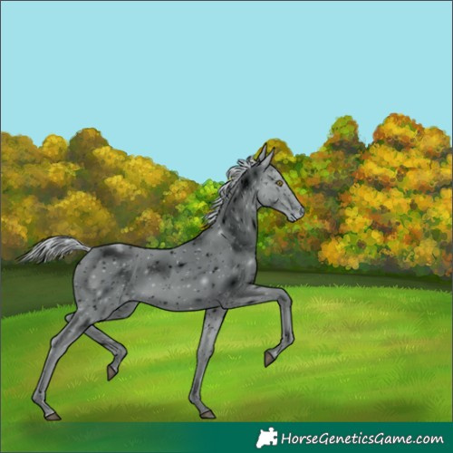 Horse Color:ERROR: UNKNOWN ANOMALY