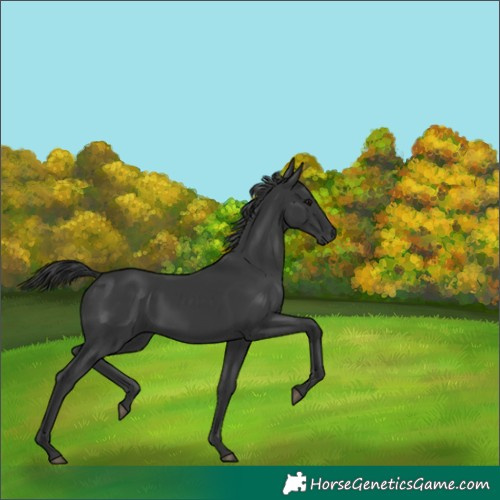 Horse Color:Black 