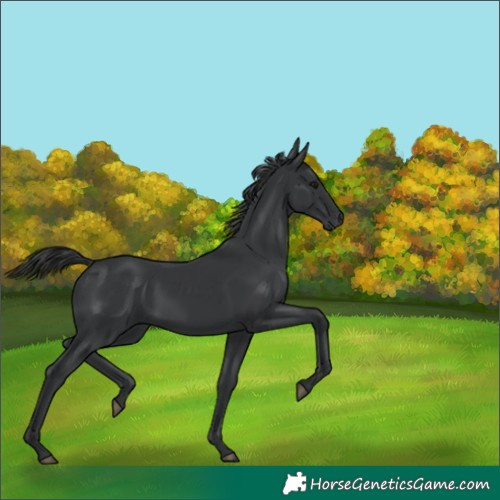 Horse Color:Black 