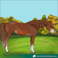 Horse Color:Chestnut Splash