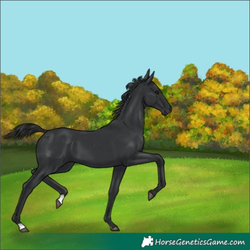 Horse Color:Black 
