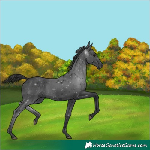 Horse Color:Black 