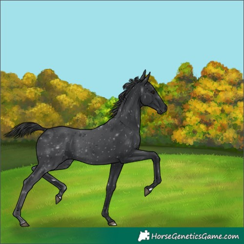 Horse Color:Black 