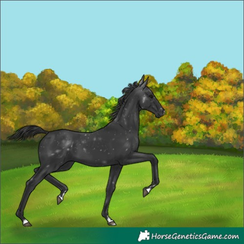 Horse Color:Black 