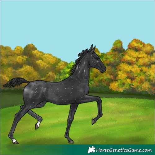 Horse Color:Black 