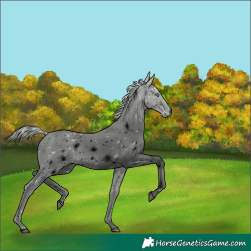 Horse Color:ERROR: UNKNOWN ANOMALY