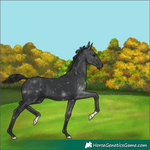 Horse Color:Black 