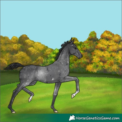 Horse Color:Black 