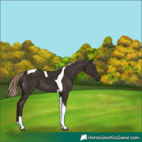 Horse Color:Liver Chestnut Tobiano 