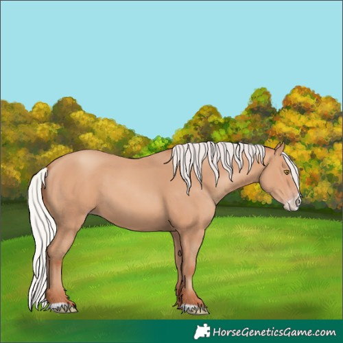 Horse Color:Silver Amber Champagne Frame 