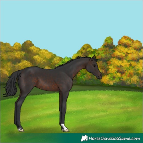 Horse Color:Brown 