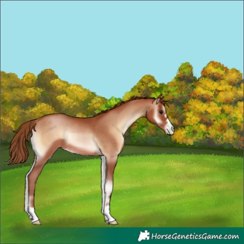 Horse Color:Brown Pearl Onyx Rabicano 