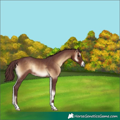 Horse Color:Chocolate Brown Onyx Rabicano 