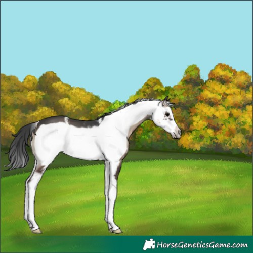 Horse Color:Blue Onyx Sabino Frame 