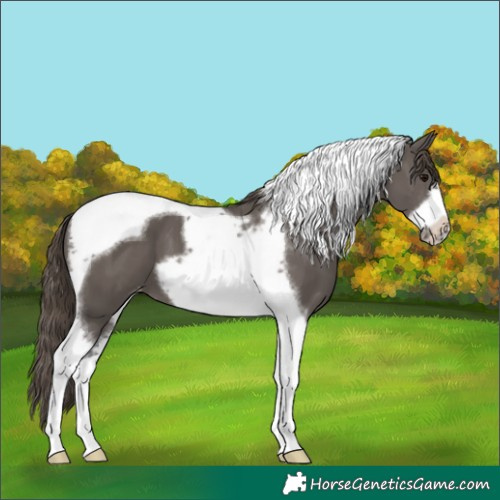 Horse Color:Smoky Grullo Tobiano Frame Varnish 