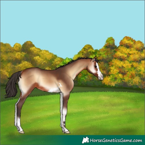 Horse Color:Bay Onyx 