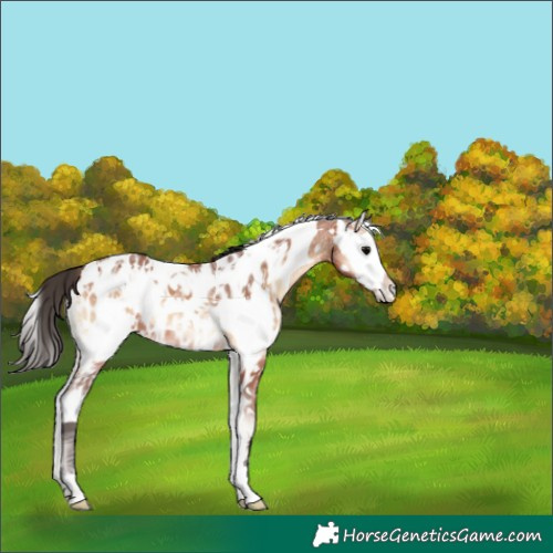 Horse Color:Bay Ice Onyx Sabino Appaloosa 