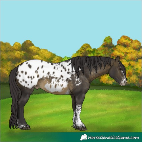 Horse Color:Buckskin Sabino Tobiano Blanket 