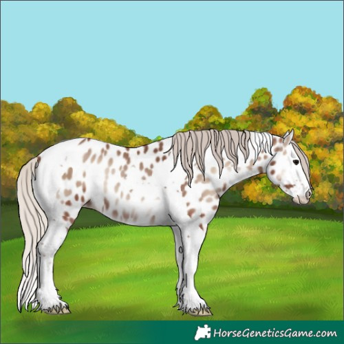 Horse Color:Unknown 