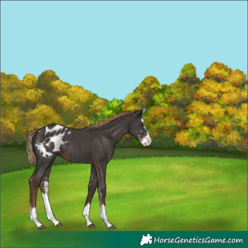 Horse Color:Liver Chestnut Sabino Splash Appaloosa