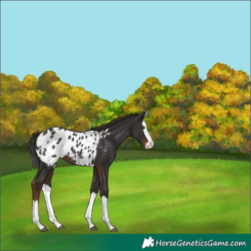 Horse Color:Liver Chestnut Splash Appaloosa 