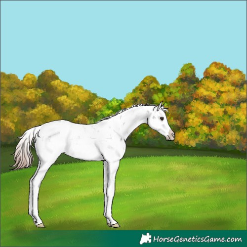 Horse Color:Liver Chestnut Sabino Splash Appaloosa 