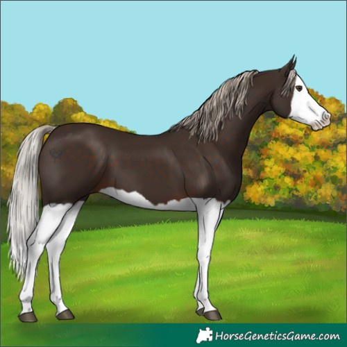 Horse Color:Liver Chestnut Splash